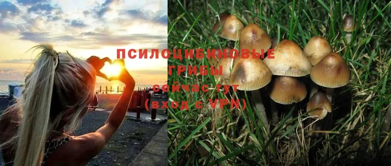 закладка  Печора  Псилоцибиновые грибы Psilocybine cubensis 